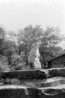 ARH NL Dierssen 1493/0020, Präriehund im Zoo Hannover, 1965