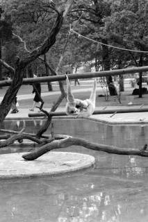 ARH NL Dierssen 1493/0022, Affen im Zoo Hannover, 1965
