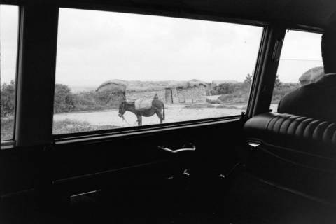 ARH NL Dierssen 1518/0018, Esel, Utica, 1966