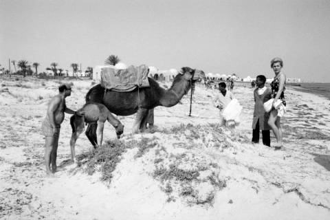 ARH NL Dierssen 1521/0022, Kamele am Strand, Djerba, 1966