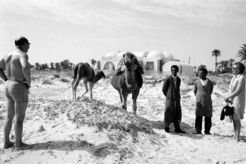 ARH NL Dierssen 1521/0024, Kamele am Strand, Djerba, 1966