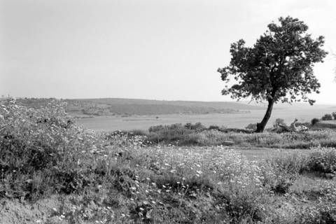 ARH NL Dierssen 1567/0015, Landschaft bei Sifne, 1967