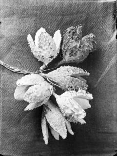 ARH NL Dierssen G 131, Bucheckern-Abzeichen, Springe, 1949