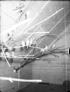 ARH NL Dierssen G 150, Vögel beim Vogelhändler Widdelmann, Nienstedt, 1949