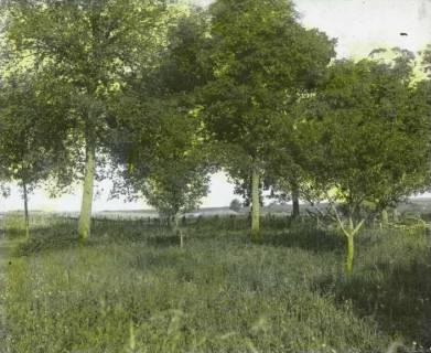 ARH NL Kageler 107, 1. Weltkrieg, eigene Stellung in Mailly, Frankreich, zwischen 1914/1918