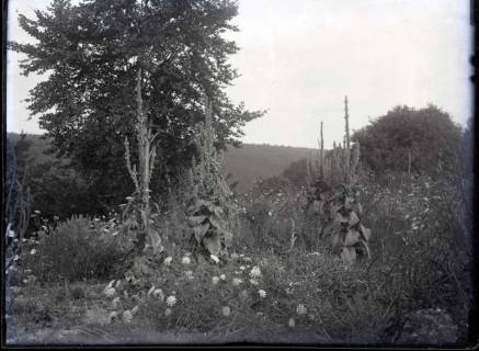 ARH NL Kageler 418, 1. Weltkrieg, Blütenreichtum in der Mauce-Schlucht, Frankreich, zwischen 1914/1918