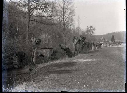 ARH NL Kageler 419, 1. Weltkrieg, Weidenbäume in der Mauce-Schlucht, Frankreich, zwischen 1914/1918
