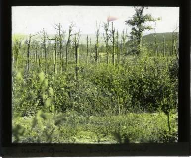 ARH NL Kageler 455, 1. Weltkrieg, Neues Grün, Priesterwald (Bois-le-Prêtre), Frankreich, zwischen 1914/1918