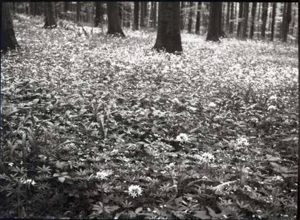 ARH NL Kageler 876, Lauchblüte am Hohenstein, Süntel, ohne Datum