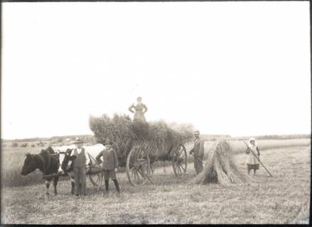 ARH NL Kageler 1186, Bauern bei der Ernte, Bothmer, ohne Datum