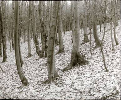 ARH NL Kageler 1294, Talbildung durch Erosion, Bäume auf rutschendem Hang, Gehrdener Berg, 1940