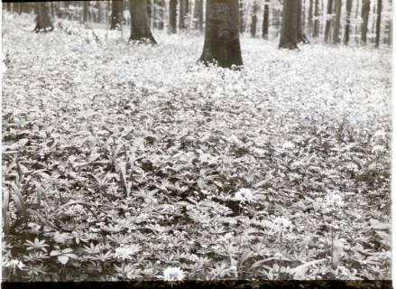 ARH NL Kageler 1389, Lauchblüte am Hohenstein, Süntel, ohne Datum