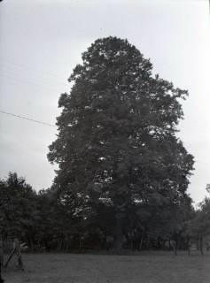 ARH NL Kageler 2670, "Liebesbuche" beim Forsthaus, Misburg, 1940