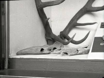 ARH NL Kageler 3084, Steinzeitliche Werkzeuge aus Geweih, Hannover, 1941