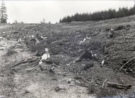 ARH NL Kageler 3254, Gerodeter Wald, Ort unbekannt, ohne Datum