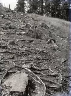 ARH NL Kageler 3255, Gerodeter Wald, Ort unbekannt, ohne Datum