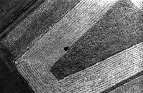 ARH NL Koberg 24, Ein Feld wird abgemäht, 1959