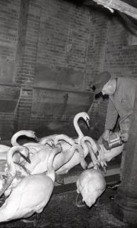 ARH NL Koberg 11716, Maschseeschwäne im Winterquartier, Hannover, 1961