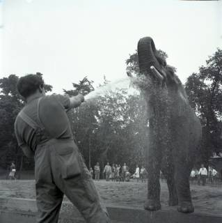 ARH NL Koberg 12001, Elefanten im Zoo Hannover, 1969