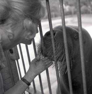 ARH NL Koberg 12005, Walross im Zoo Hannover, 1969