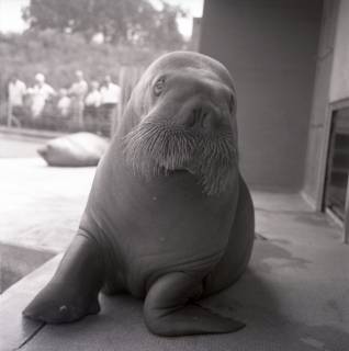 ARH NL Koberg 12006, Walross im Zoo Hannover, 1969