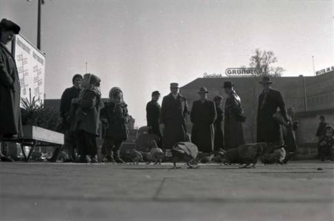 ARH NL Koberg 247, Tauben auf dem Ernst-August-Platz, Hannover, 1958