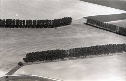 ARH NL Koberg 2662, Pappelreihen, Barsinghausen, 1971