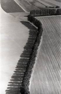 ARH NL Koberg 2664, Pappelreihen, Barsinghausen, 1971