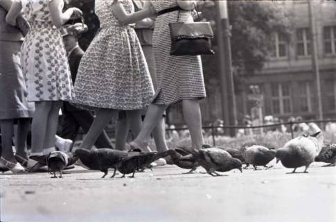 ARH NL Koberg 268, Tauben auf dem Ernst-August-Platz, Hannover, 1962