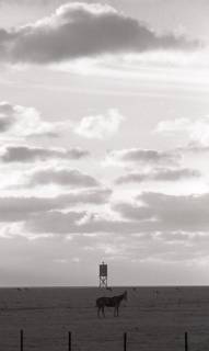 ARH NL Koberg 5403, Weide, Wolken und Meer, Insel Neuwerk, 1958