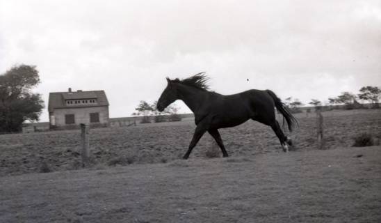 ARH NL Koberg 5442, Pferd, Insel Neuwerk, 1957