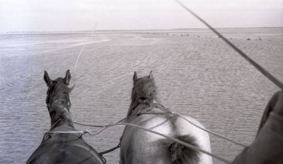 ARH NL Koberg 5444, Pferdewagen im Watt, bei Insel Neuwerk, 1957