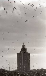 ARH NL Koberg 5462, Leuchtturm und Möwen, Insel Neuwerk, 1957