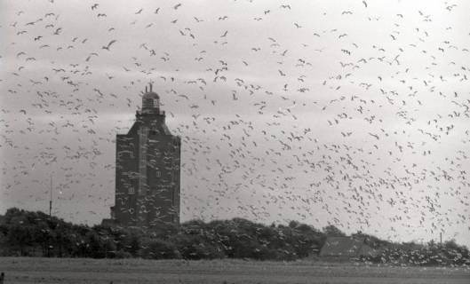 ARH NL Koberg 5464, Leuchtturm und Möwen, Insel Neuwerk, 1957
