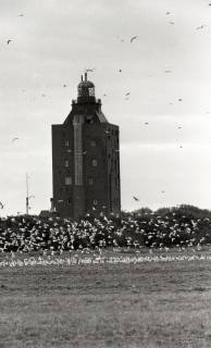 ARH NL Koberg 5473, Leuchtturm und Möwen, Insel Neuwerk, 1957