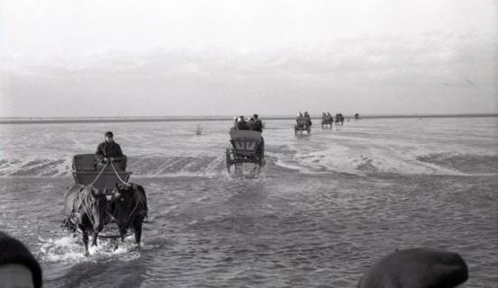 ARH NL Koberg 5489, Pferdewagen im Watt, Insel Neuwerk, 1957