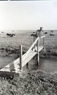 ARH NL Koberg 5491, Mann auf einer Brücke vor weidenden Kühen, Insel Neuwerk, 1957