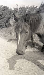 ARH NL Koberg 5497, Pferd, Insel Neuwerk, 1957