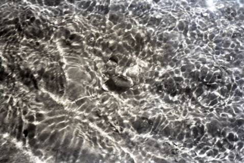 ARH NL Koberg 5520, Muscheln im Wattenmeer, Insel Neuwerk, 1957
