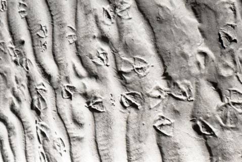 ARH NL Koberg 5523, Fußabdrücke von Möwen im Sand, Insel Neuwerk, 1957