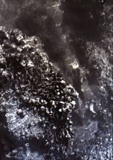 ARH NL Koberg 5526, Muscheln im Wattenmeer, Insel Neuwerk, 1957