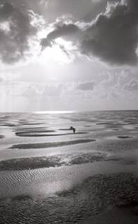 ARH NL Koberg 5552, Blick aufs Watt und eine Möwe, Insel Neuwerk, 1957
