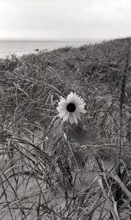 ARH NL Koberg 5589, Düne mit Strandhafer und einer Sonnenblume, Insel Neuwerk, 1957