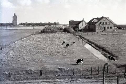 ARH NL Koberg 5648, Weide mit Kühen, Insel Neuwerk, 1956