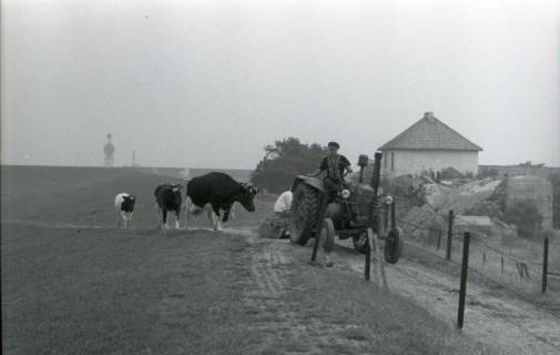 ARH NL Koberg 5701, Kühe, Insel Neuwerk, 1958