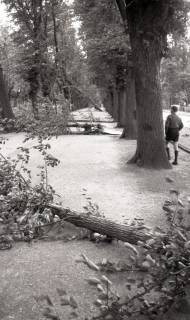 ARH NL Koberg 6452, Sturmschäden, Hannover, 1951