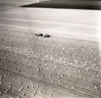 ARH NL Koberg 8654, Getreideernte, 1957