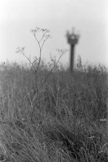 ARH NL Mellin 01-002/0027, Ehemalige innerdeutsche Grenze mit Flora am Grenzstreifen und Wachturm, Mackenrode (Thüringen), vor 1989