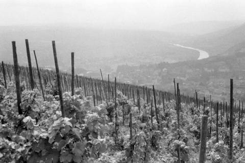 ARH NL Mellin 01-088/0019, Blick von einem Weinberg auf die umliegende Berglandschaft, ohne Datum