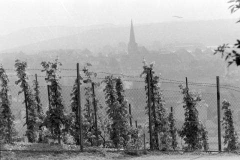 ARH NL Mellin 01-088/0021, Blick von einem Weinberg auf eine Stadt, ohne Datum